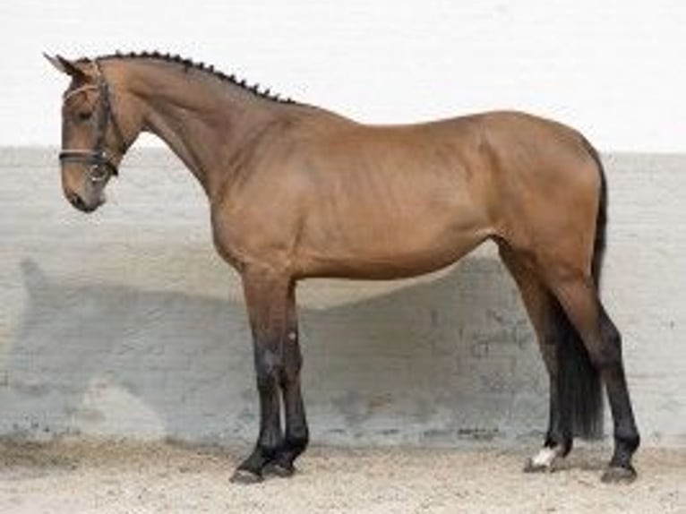 Belgian Warmblood Mare 3 years 16,1 hh Brown in Heerde