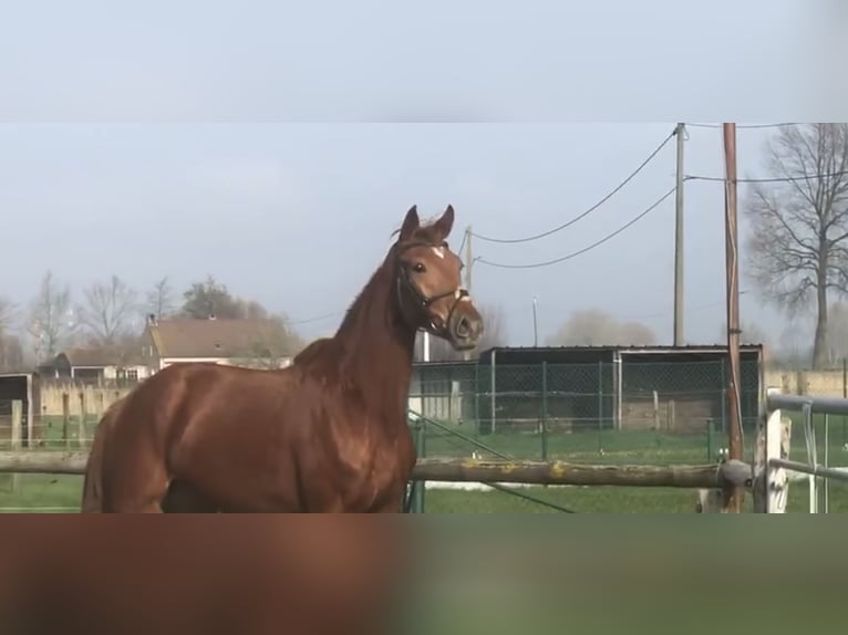 Belgian Warmblood Mare 3 years 16,1 hh Chestnut-Red in Westende