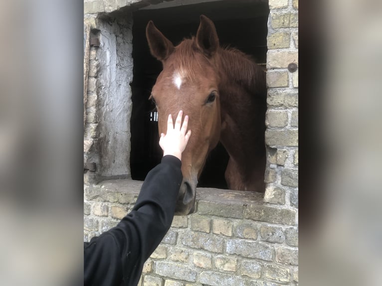 Belgian Warmblood Mare 3 years 16,1 hh Chestnut-Red in Westende
