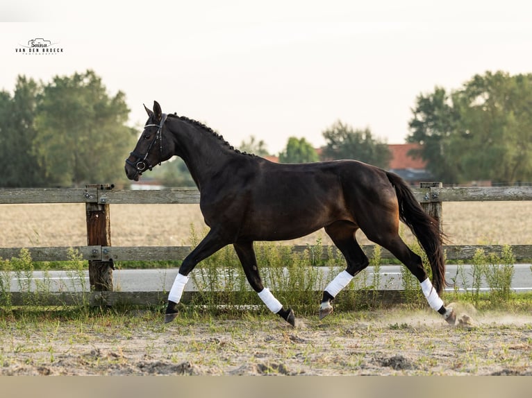 Belgian Warmblood Mare 3 years 16,2 hh Bay-Dark in Schore