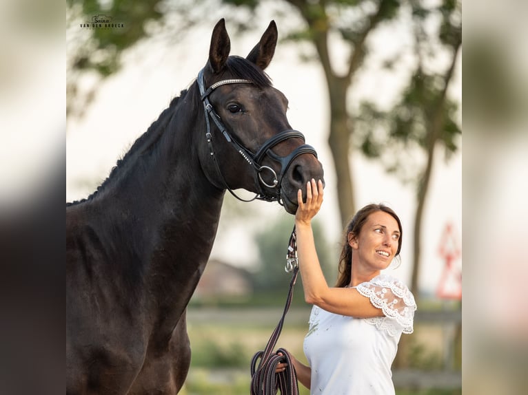 Belgian Warmblood Mare 3 years 16,2 hh Bay-Dark in Schore