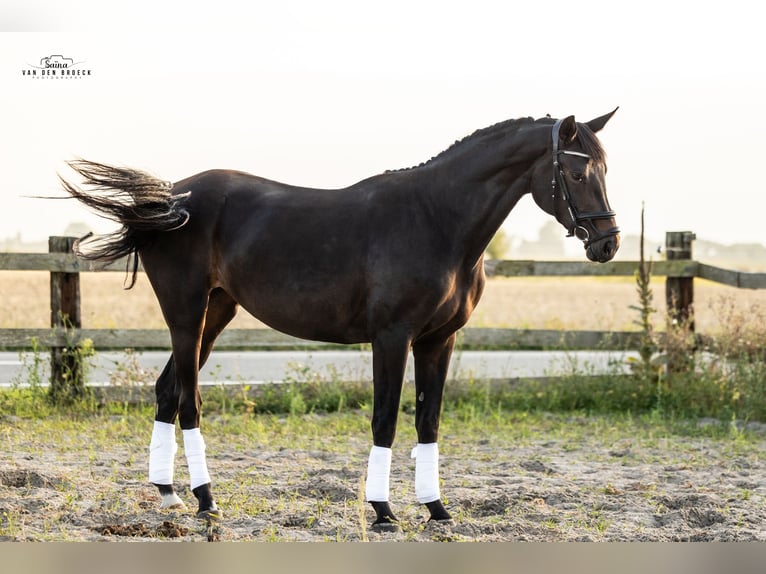 Belgian Warmblood Mare 3 years 16,2 hh Bay-Dark in Schore