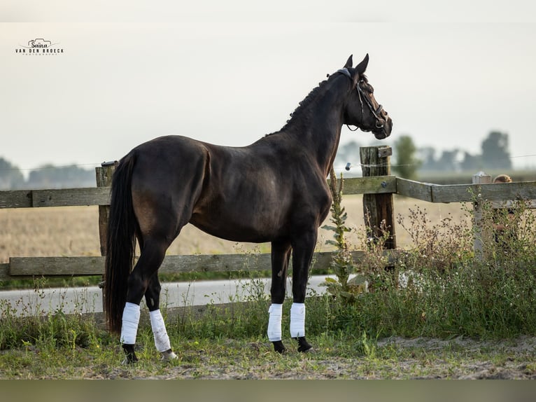 Belgian Warmblood Mare 3 years 16,2 hh Bay-Dark in Schore