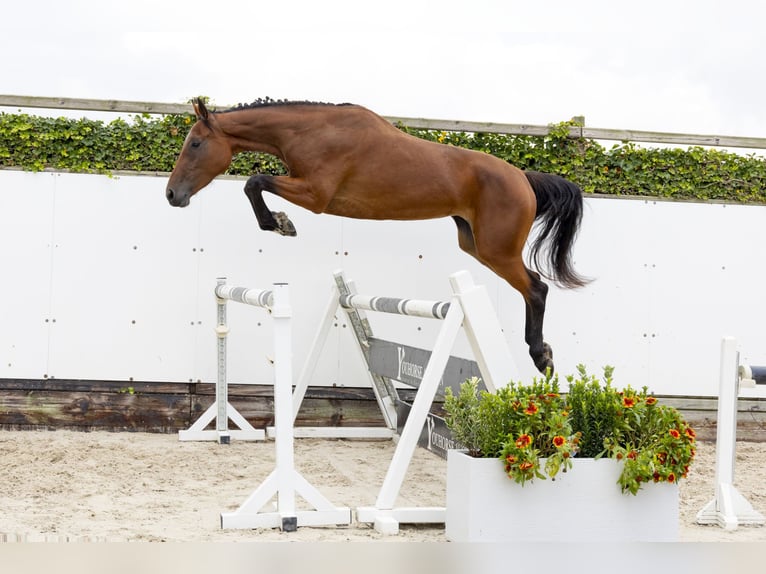 Belgian Warmblood Mare 3 years 16,2 hh Brown in Waddinxveen