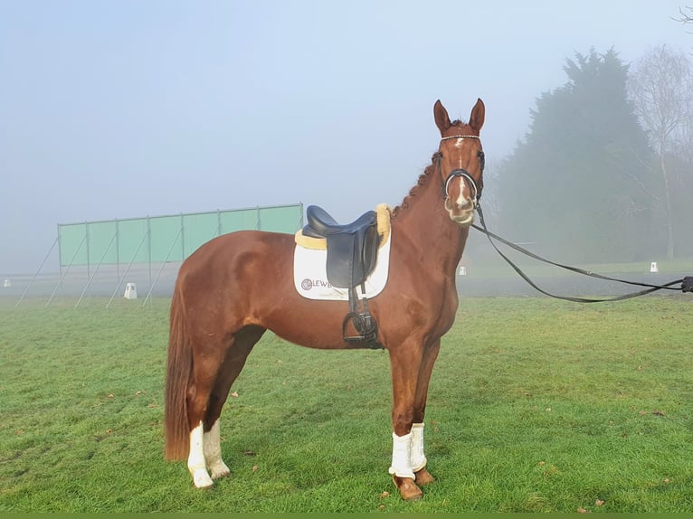 Belgian Warmblood Mare 3 years 16,2 hh Chestnut-Red in Huy