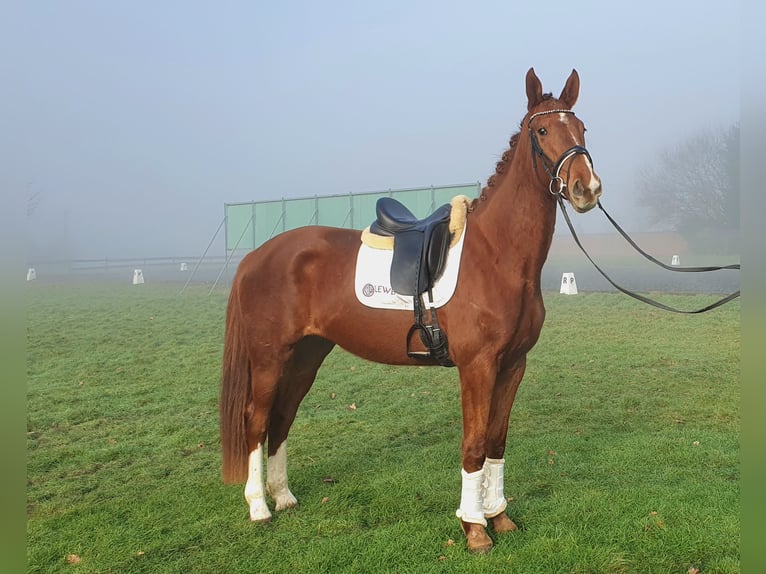 Belgian Warmblood Mare 3 years 16,2 hh Chestnut-Red in Huy