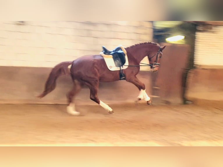 Belgian Warmblood Mare 3 years 16,2 hh Chestnut-Red in Huy