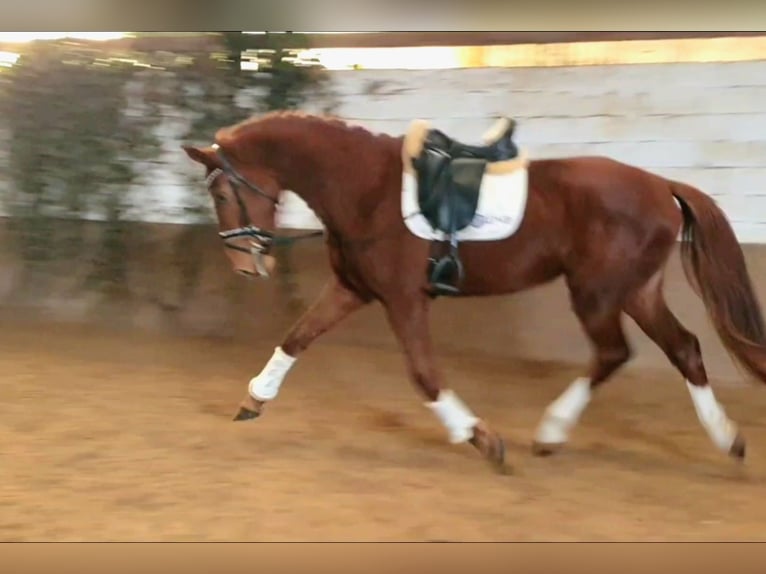 Belgian Warmblood Mare 3 years 16,2 hh Chestnut-Red in Huy