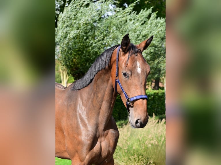 Belgian Warmblood Mare 3 years 16 hh Bay-Dark in Bladel