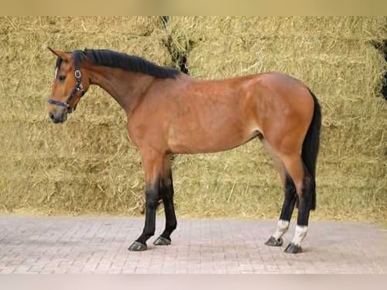 Belgian Warmblood Mare 3 years 16 hh Bay in Bladel