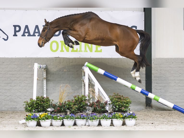 Belgian Warmblood Mare 3 years 16 hh Brown in Heerde