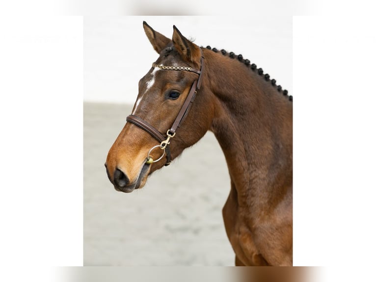 Belgian Warmblood Mare 3 years 16 hh Brown in Heerde