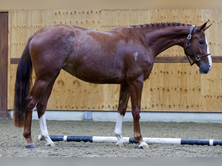 Belgian Warmblood Mare 3 years 16 hh Chestnut in Kinrooi