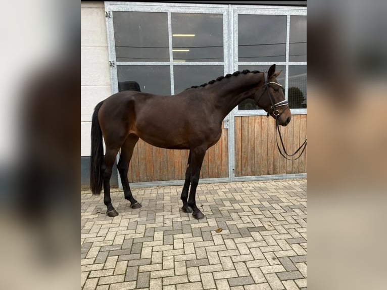 Belgian Warmblood Mare 3 years 16,1 hh Bay-Dark in M&#xF6;nchengladbach