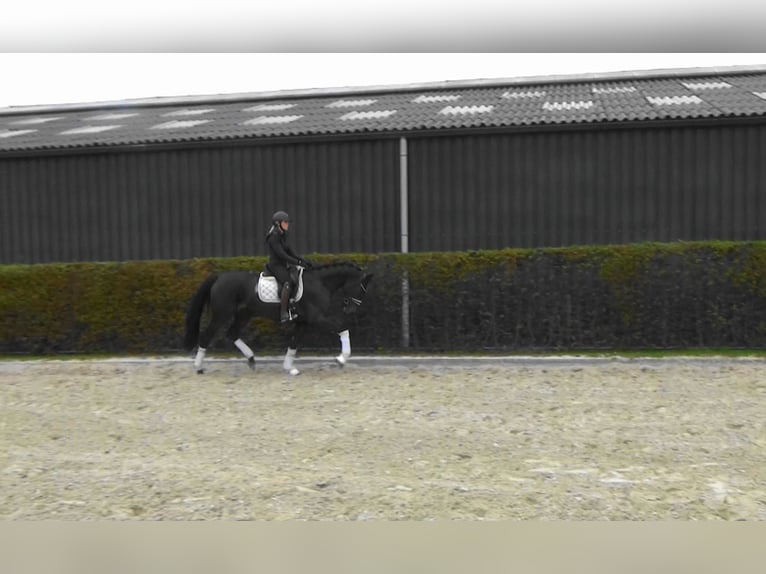 Belgian Warmblood Mare 3 years 16,1 hh Bay-Dark in M&#xF6;nchengladbach