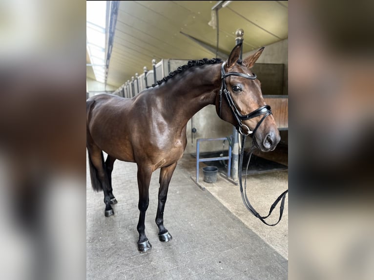 Belgian Warmblood Mare 3 years 16,1 hh Bay-Dark in M&#xF6;nchengladbach