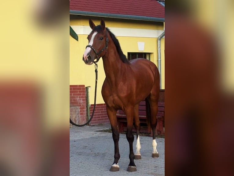 Belgian Warmblood Mare 3 years 16,2 hh Brown in Murska Soboda