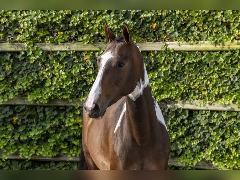 Belgian Warmblood Mare 3 years Pinto in Waddinxveen