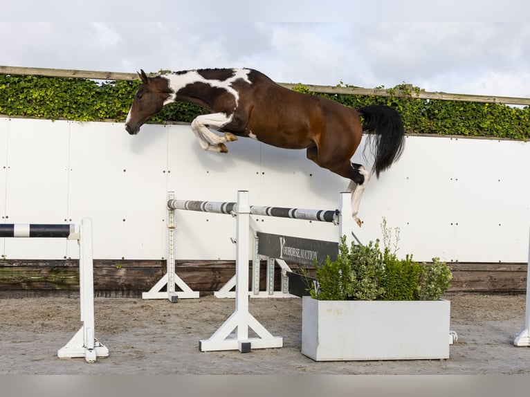 Belgian Warmblood Mare 3 years Pinto in Waddinxveen