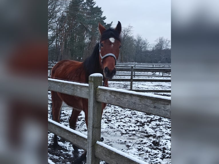 Belgian Warmblood Mare 3 years  in Diest