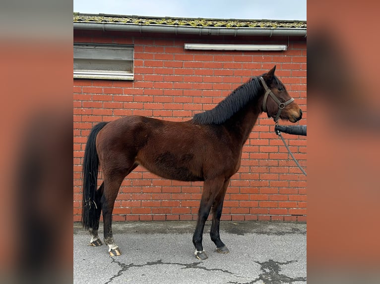 Belgian Warmblood Mare 4 years 15,3 hh Brown in Bocholt