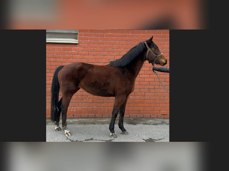 Belgian Warmblood Mare 4 years 15,3 hh Brown in Bocholt