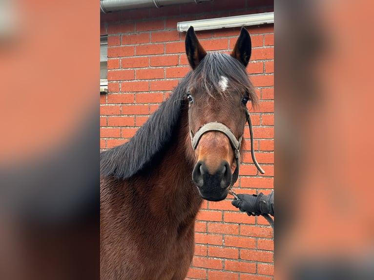 Belgian Warmblood Mare 4 years 15,3 hh Brown in Bocholt