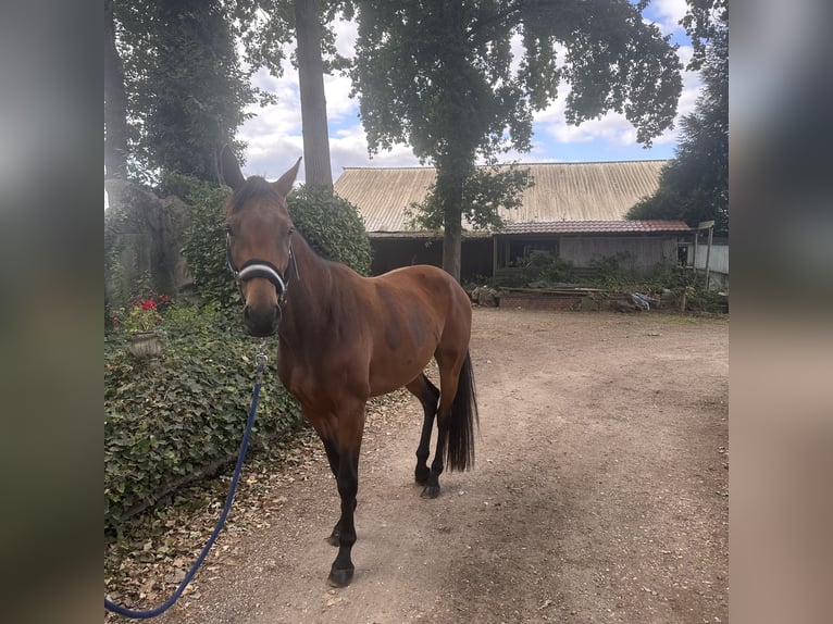 Belgian Warmblood Mare 4 years 15,2 hh Bay-Dark in Heusden-Zolder
