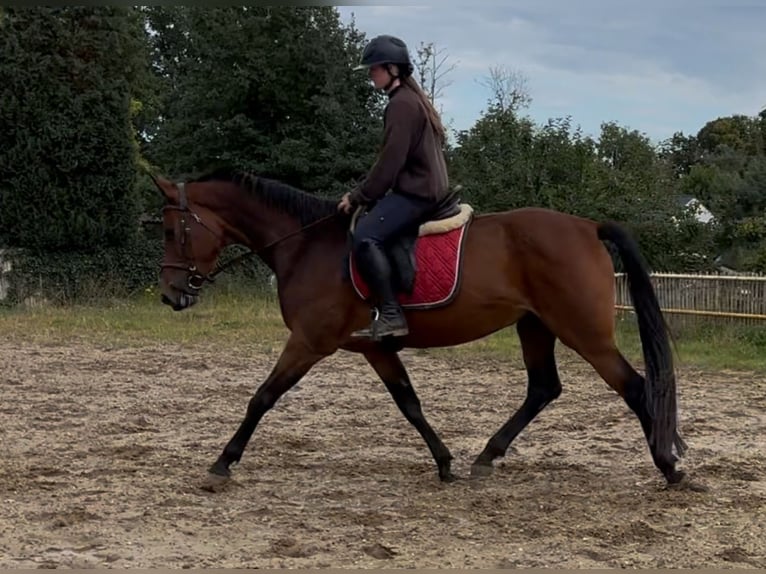 Belgian Warmblood Mare 4 years 15,2 hh Bay-Dark in Heusden-Zolder