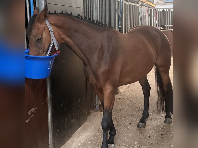 Belgian Warmblood Mare 4 years 15,2 hh Bay-Dark in Heusden-Zolder