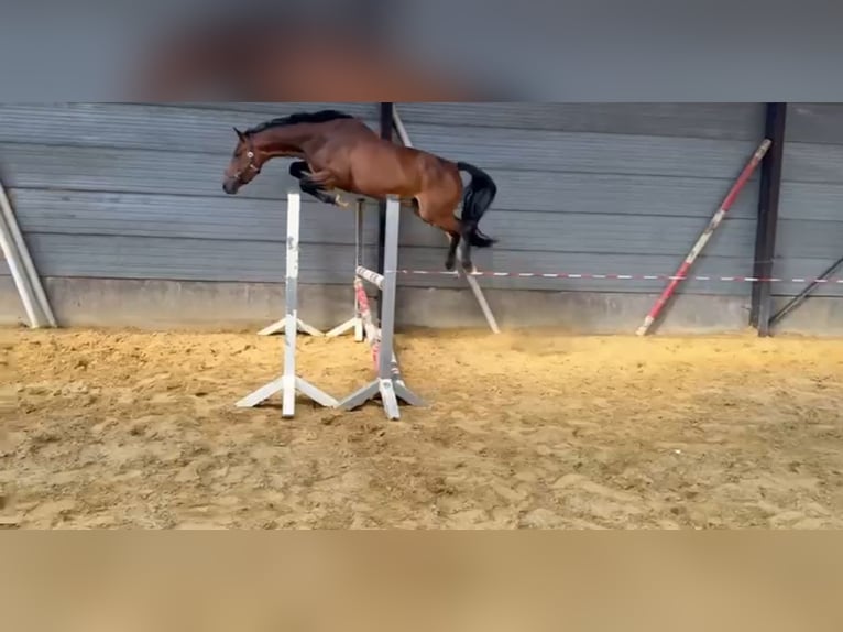 Belgian Warmblood Mare 4 years 15,2 hh Bay-Dark in Heusden-Zolder