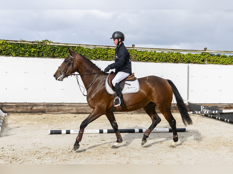 Belgian Warmblood Mare 4 years 15,2 hh Brown in Waddinxveen