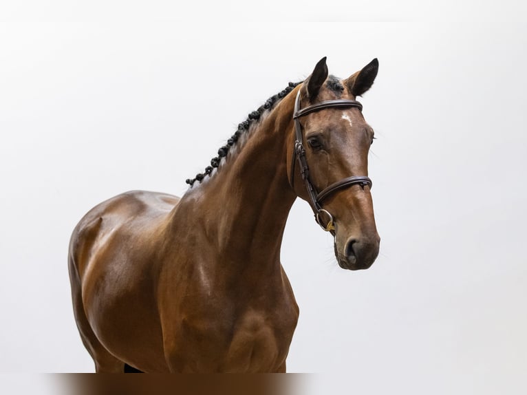 Belgian Warmblood Mare 4 years 15,2 hh Brown in Waddinxveen