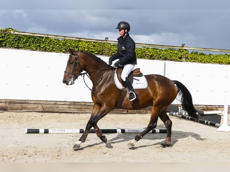 Belgian Warmblood Mare 4 years 15,2 hh Brown in Waddinxveen