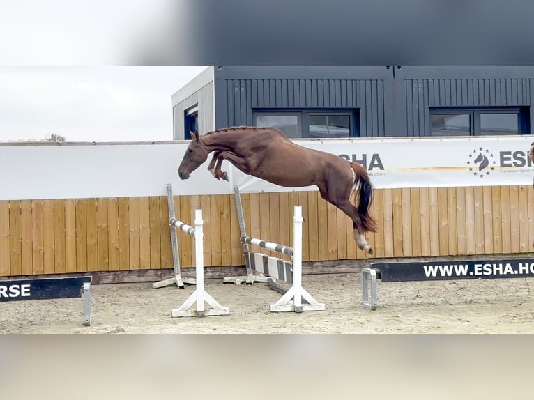 Belgian Warmblood Mare 4 years 15,2 hh Chestnut-Red in GROTE-BROGEL