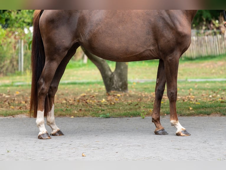 Belgian Warmblood Mare 4 years 15,2 hh Chestnut-Red in GROTE-BROGEL