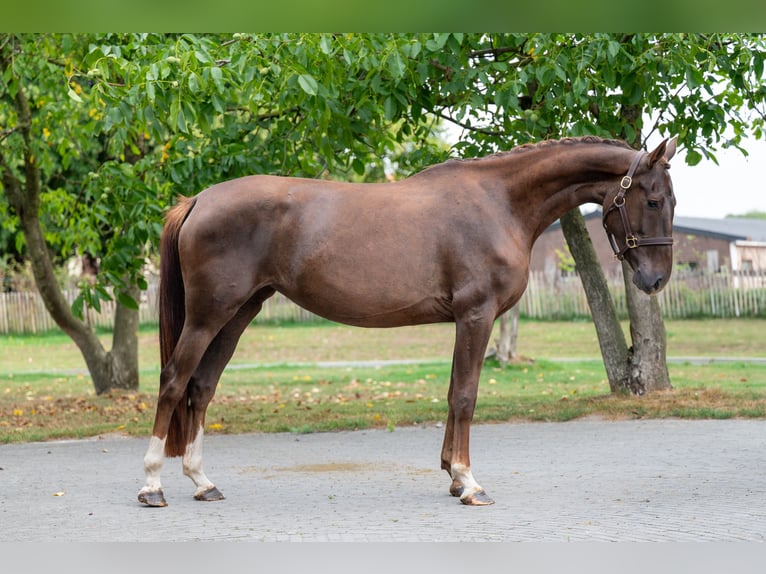 Belgian Warmblood Mare 4 years 15,2 hh Chestnut-Red in GROTE-BROGEL