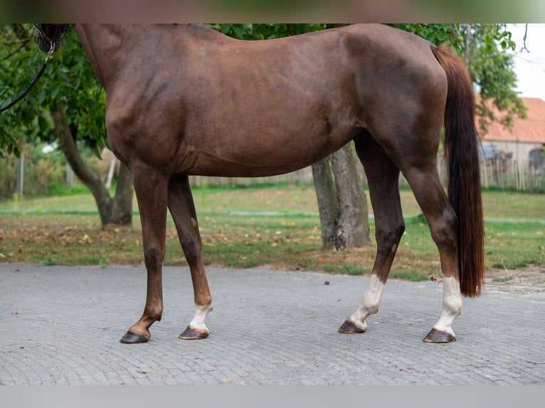 Belgian Warmblood Mare 4 years 15,2 hh Chestnut-Red in GROTE-BROGEL
