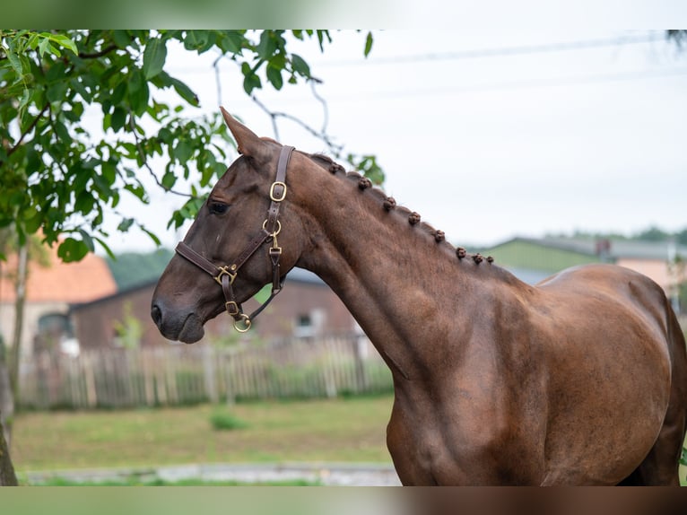 Belgian Warmblood Mare 4 years 15,2 hh Chestnut-Red in GROTE-BROGEL