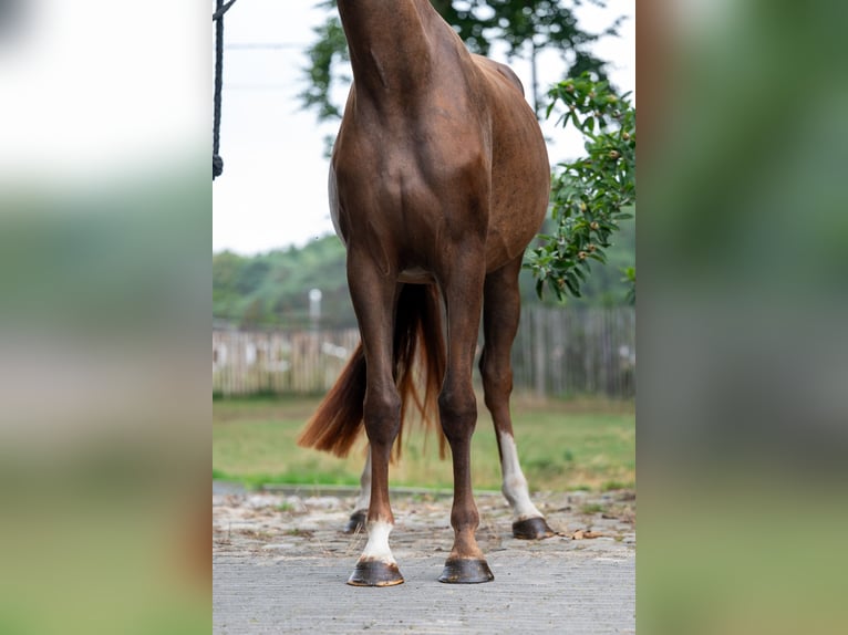 Belgian Warmblood Mare 4 years 15,2 hh Chestnut-Red in GROTE-BROGEL