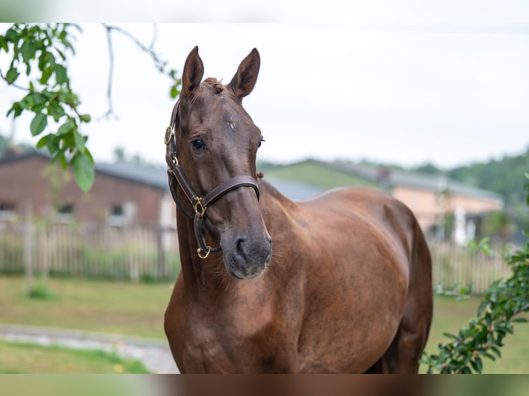 Belgian Warmblood Mare 4 years 15,2 hh Chestnut-Red in GROTE-BROGEL