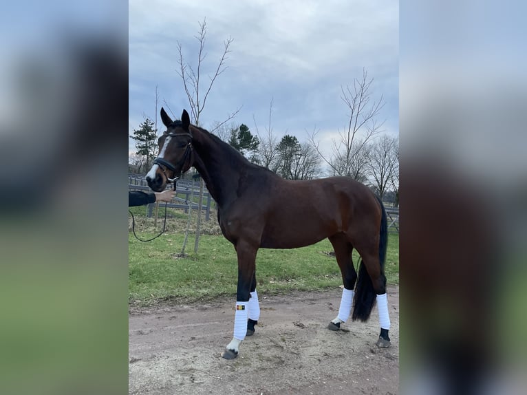 Belgian Warmblood Mare 4 years 16,1 hh Bay-Dark in Peer