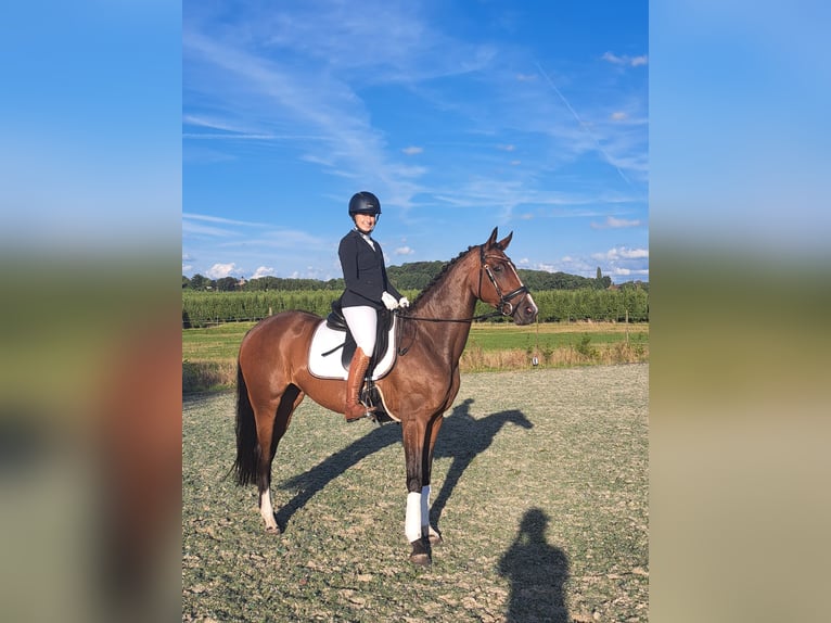 Belgian Warmblood Mare 4 years 16,1 hh Bay-Dark in Peer