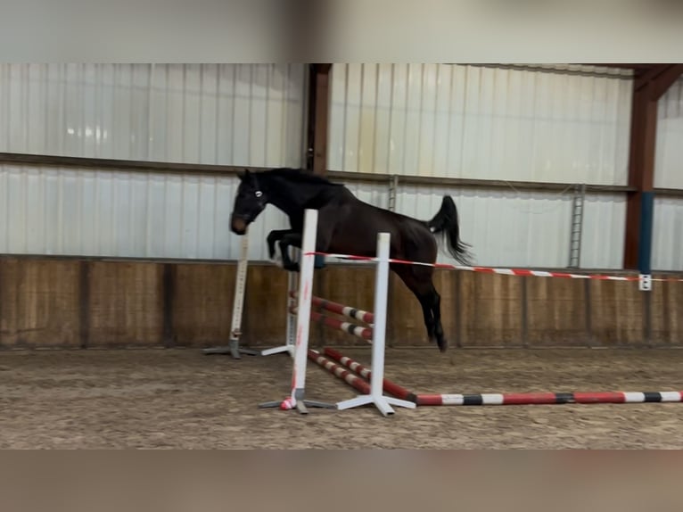 Belgian Warmblood Mare 4 years 16,1 hh Bay-Dark in Oud Gastel