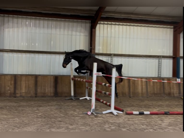 Belgian Warmblood Mare 4 years 16,1 hh Bay-Dark in Oud Gastel