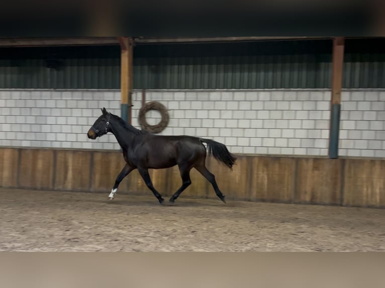 Belgian Warmblood Mare 4 years 16,1 hh Bay-Dark in Oud Gastel