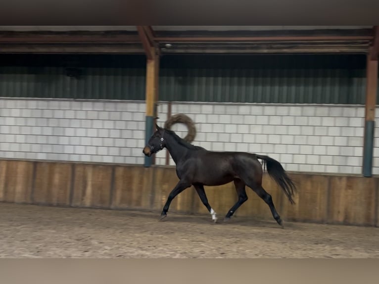 Belgian Warmblood Mare 4 years 16,1 hh Bay-Dark in Oud Gastel