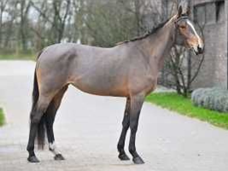 Belgian Warmblood Mare 4 years 16,1 hh Brown-Light in Sint-Niklaas