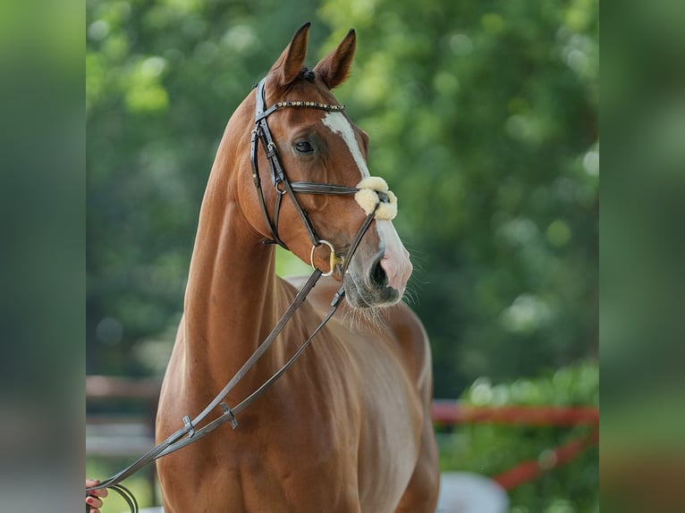 Belgian Warmblood Mare 4 years 16,1 hh Brown in Münster