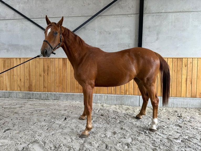 Belgian Warmblood Mare 4 years 16,1 hh Chestnut-Red in Sint-Niklaas